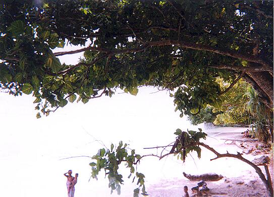 The beach at Kawe village, Rempi: no waves, coral sand, shade trees