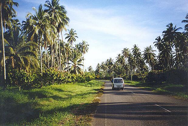 The bus on the way back from the river, coconut palms are planted over cocoa trees